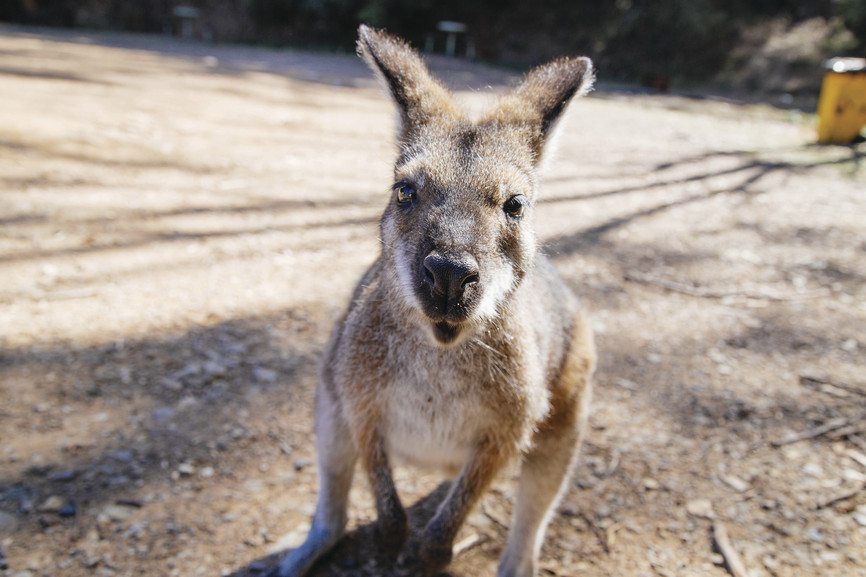 Canguru Australia