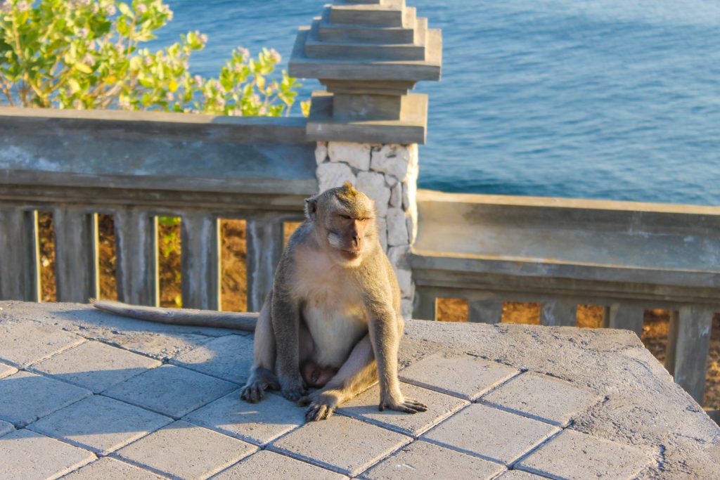 macaco no Uluwatu Temple em Bali