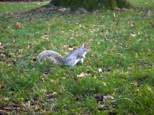 Foto de um esquilo no Hyde Park em Londres