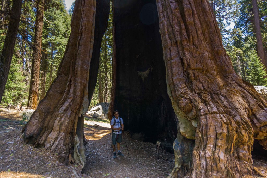 árvore sequoia na calidornia