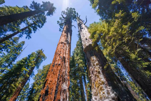 Sequoias na California