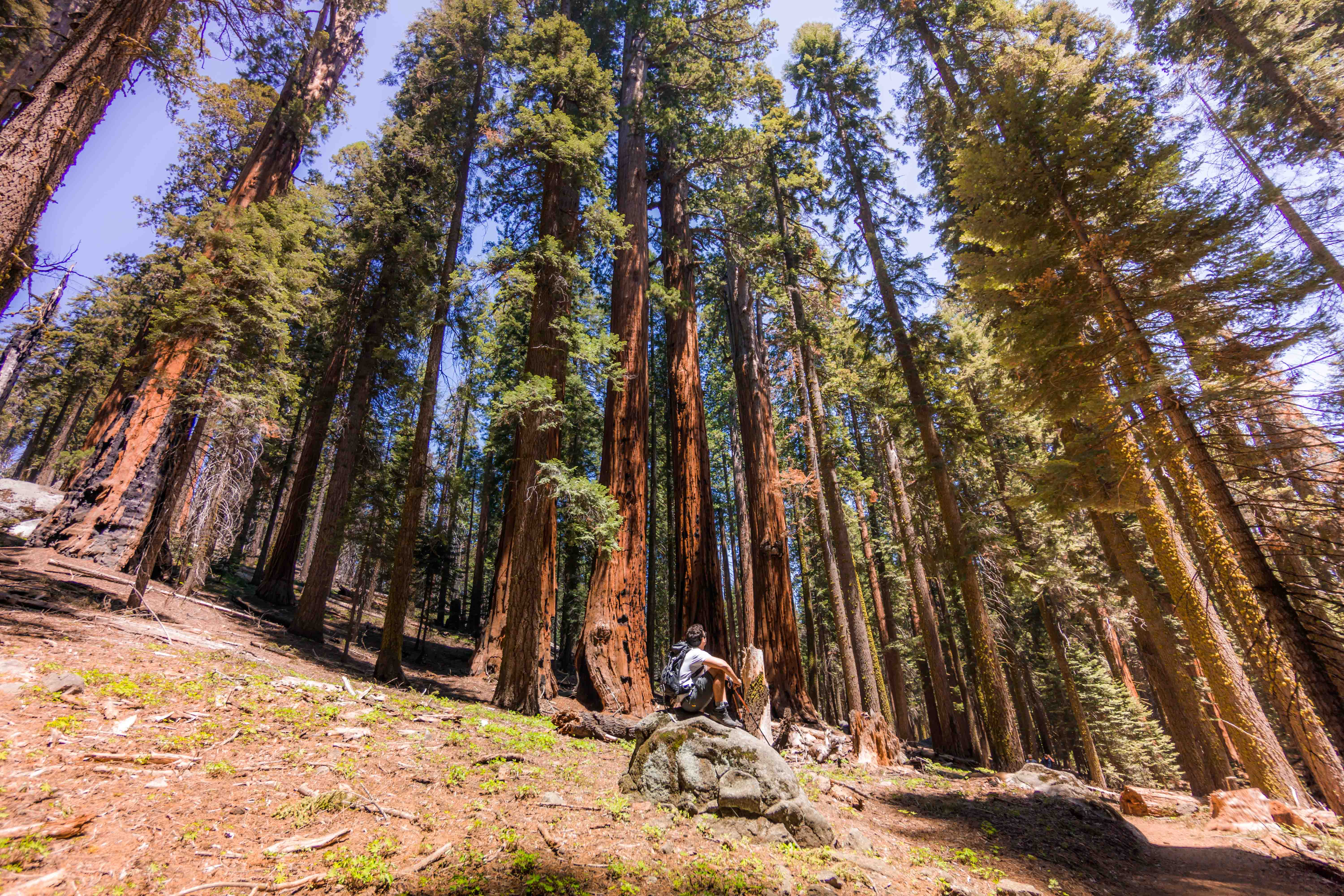 Floresta de Sequoias na California