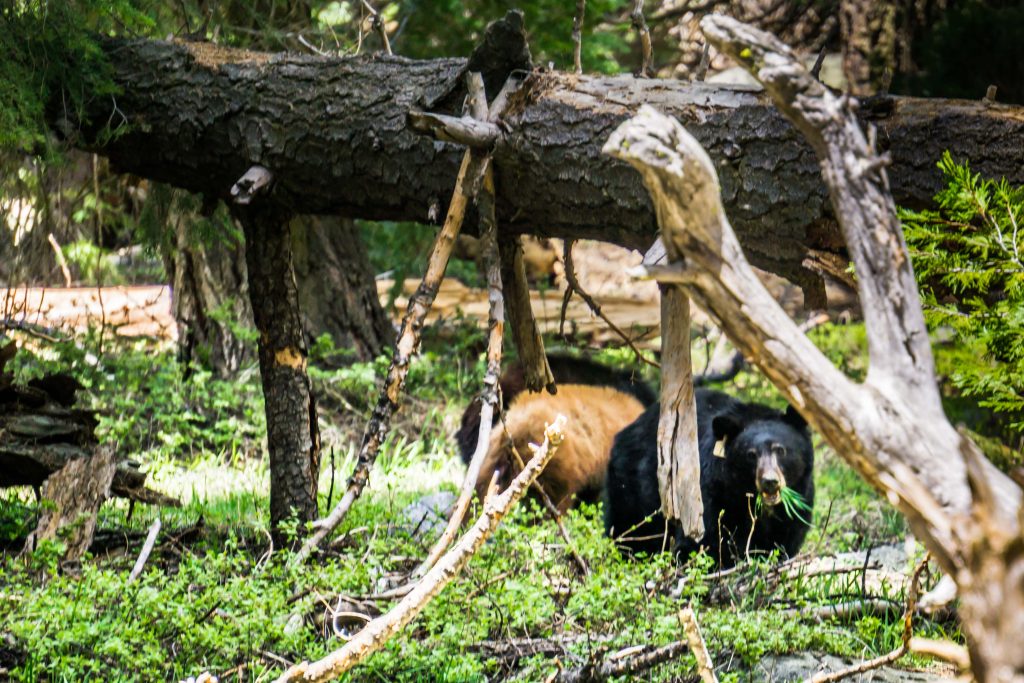 família de ursos no sequoia NP na California